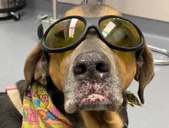 pets laser safety glasses pets laser safety glasses